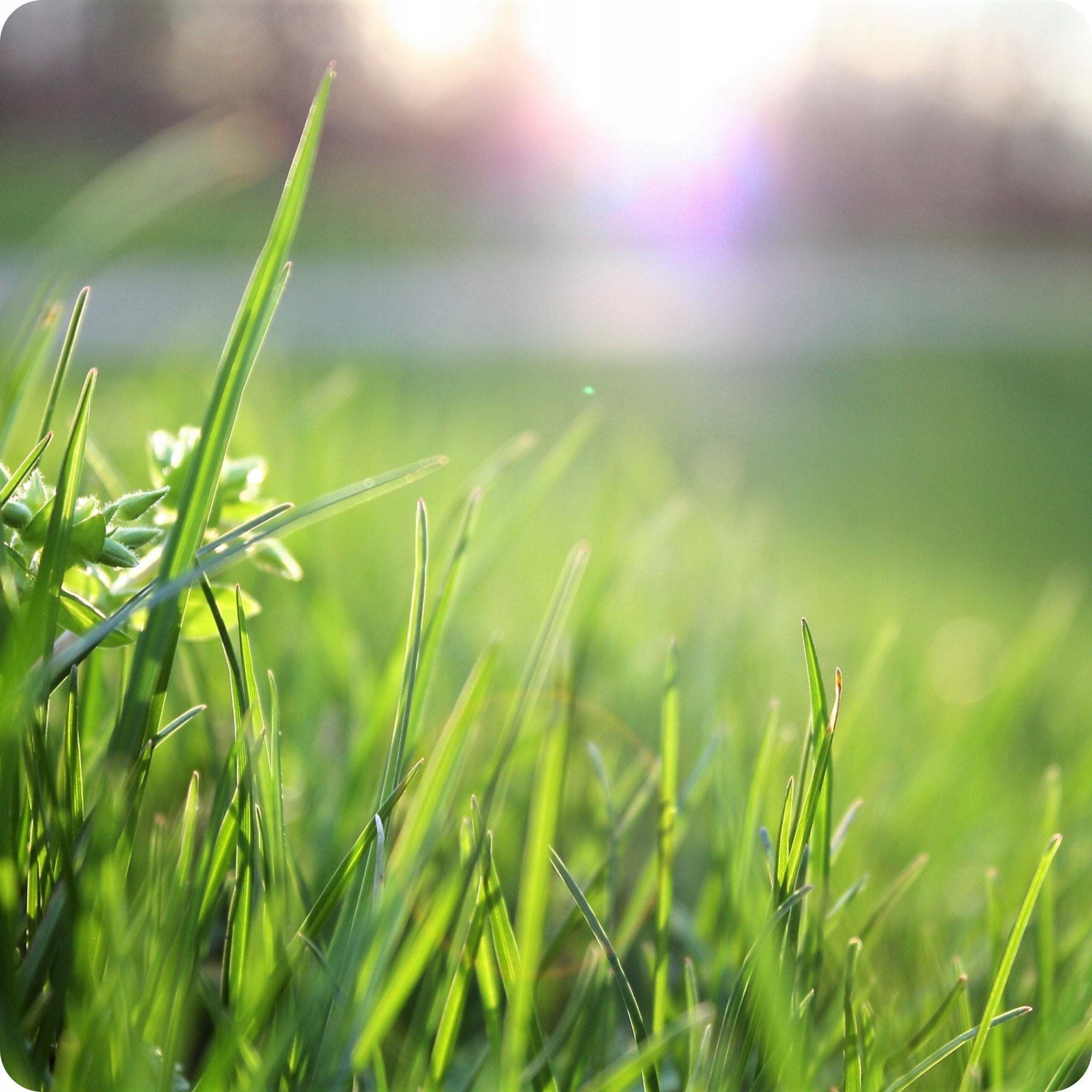 WEED REMEDY IN GRASS OLD LAWNS 250ml for dicotyledonous weeds Purpose against weeds
