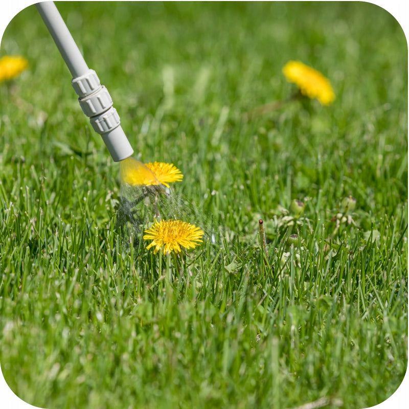 WEED REMEDY IN THE LAWN PREPARATION Clover Dicotex 500ml Dandelion Volume 0.5 l