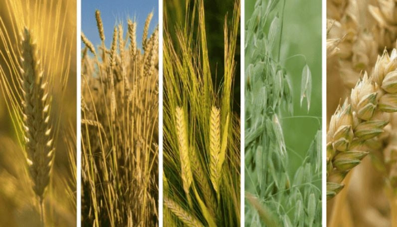 WEEDOX EXTRA 1L WEEDS IN SPRING AND WINTER CEREALS PROFX. Manufacturer code 5999001286498