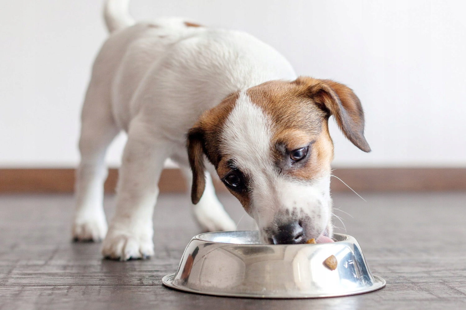 WET FOOD FOR DOGS CHOPPED LAMB 100G PETREPUBLIC Manufacturer code 5904316130237