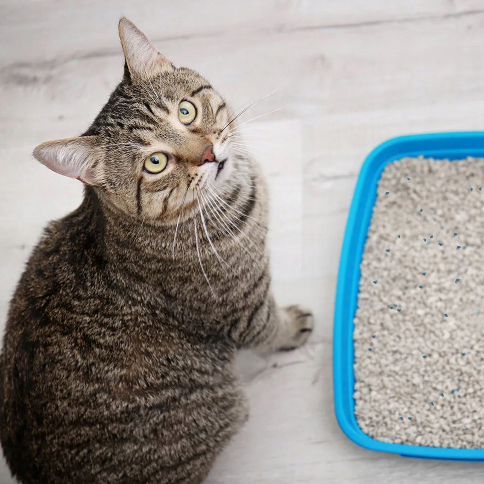 WHITE BENTONITE CAT LITTER FOR LITTER BOX WITH SOAP SCENT 5L Brand Hilton