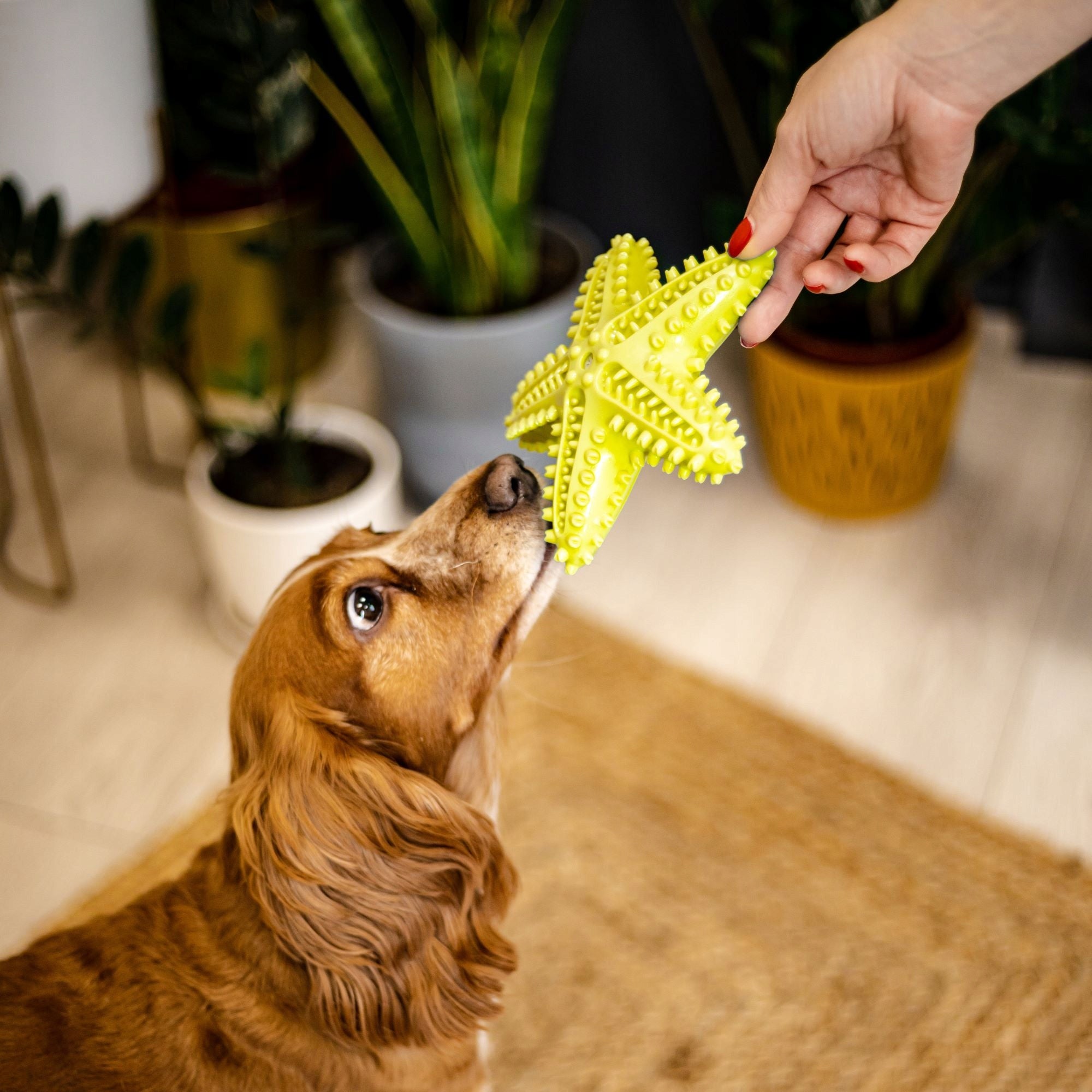 WUFY Dog Food Slower Toy Brand no brand