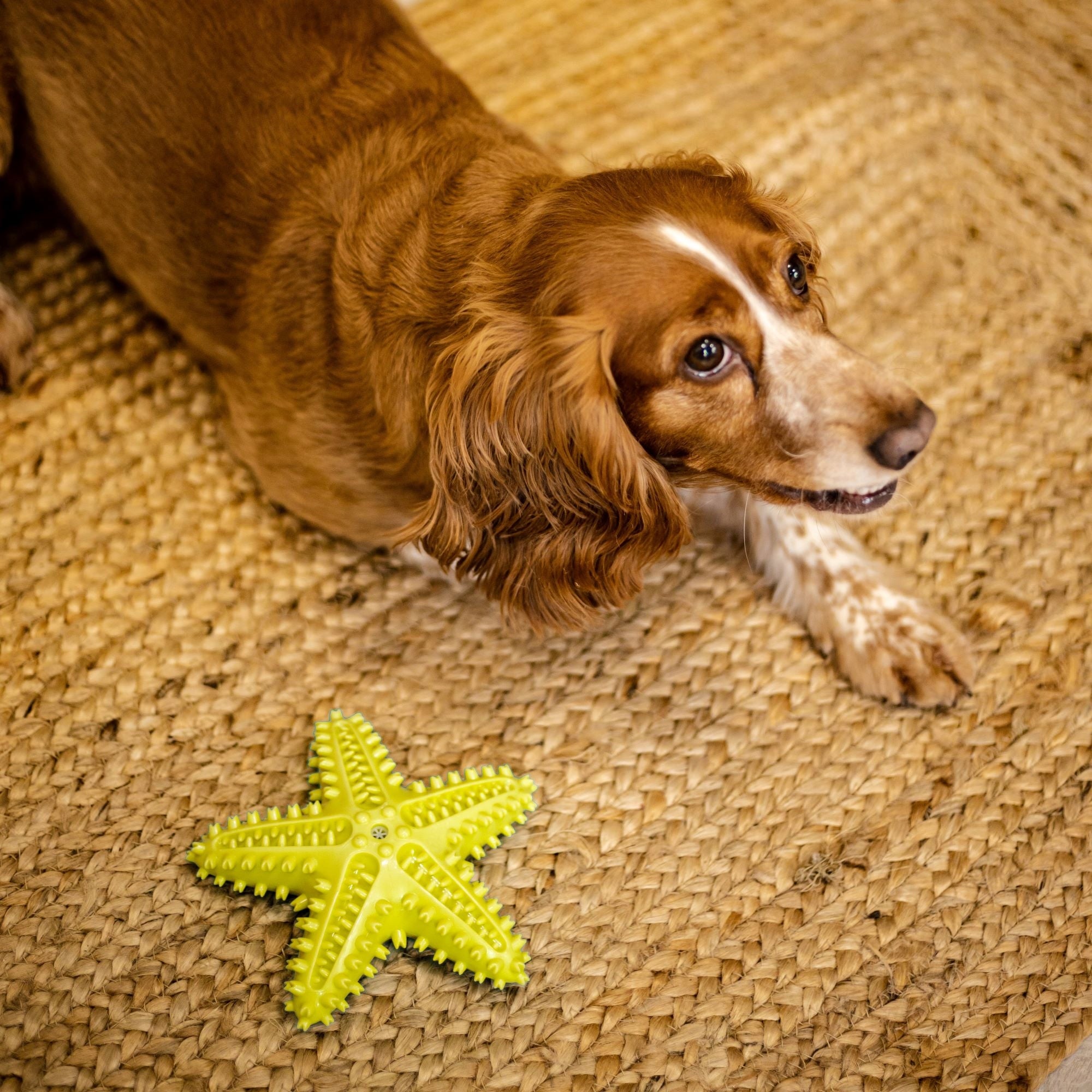 WUFY Dog Food Slower Toy Manufacturer code WUFY