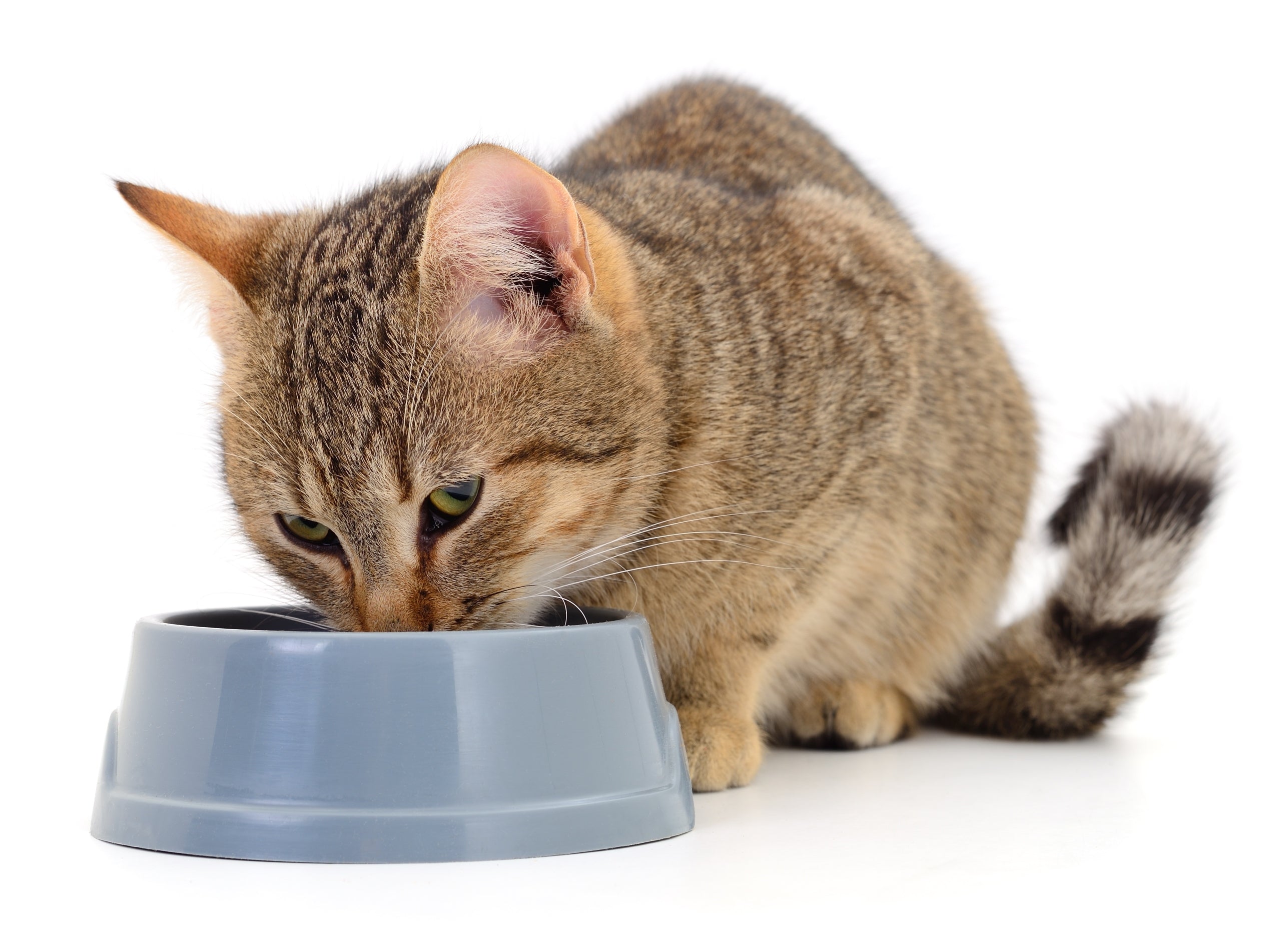 Wet cat food Leonardo VENISON with berries 85g Lots of PREMIUM MEAT Manufacturer code 019