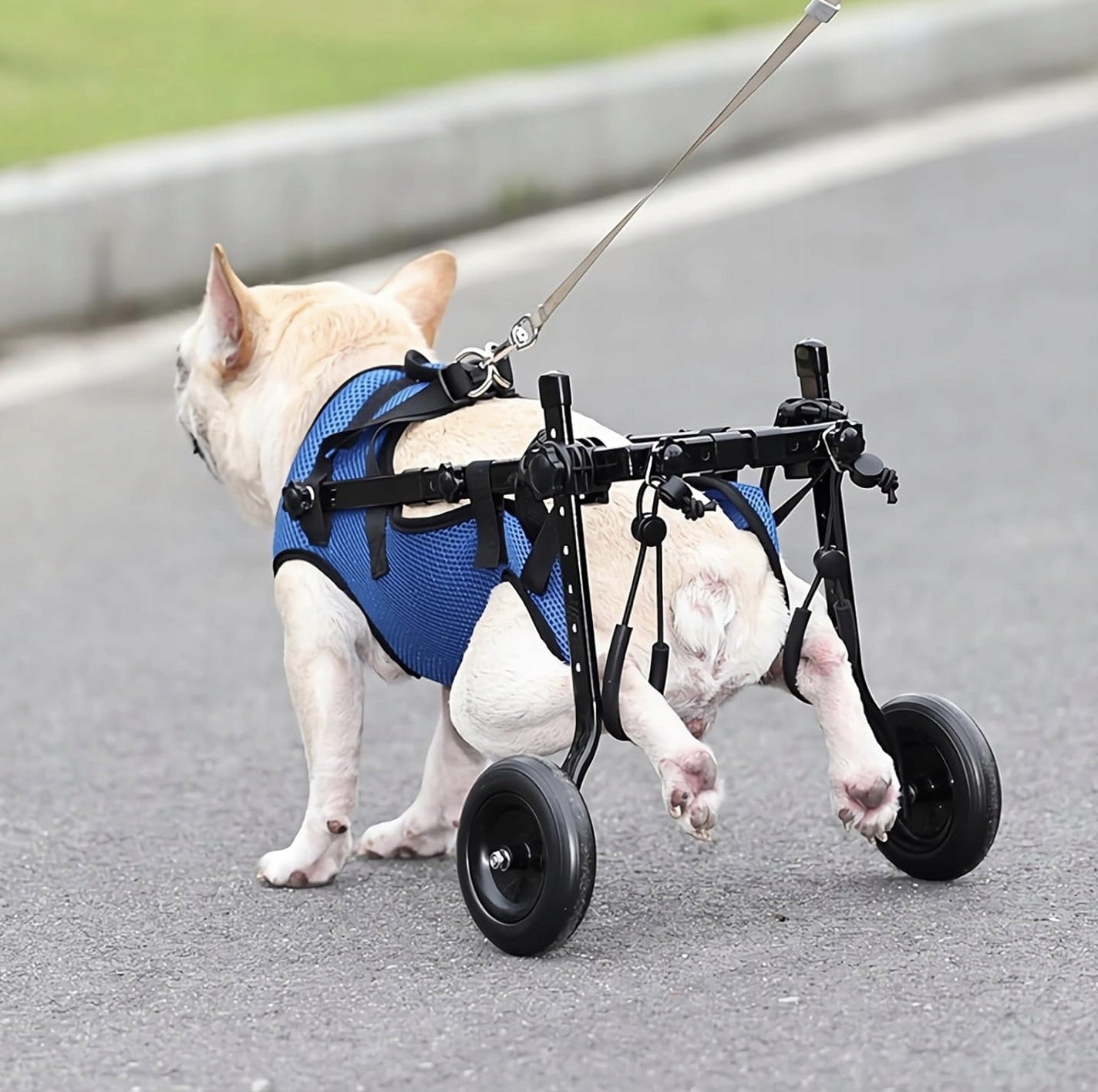 Wheelchair for dogs M blue plastic Color blue