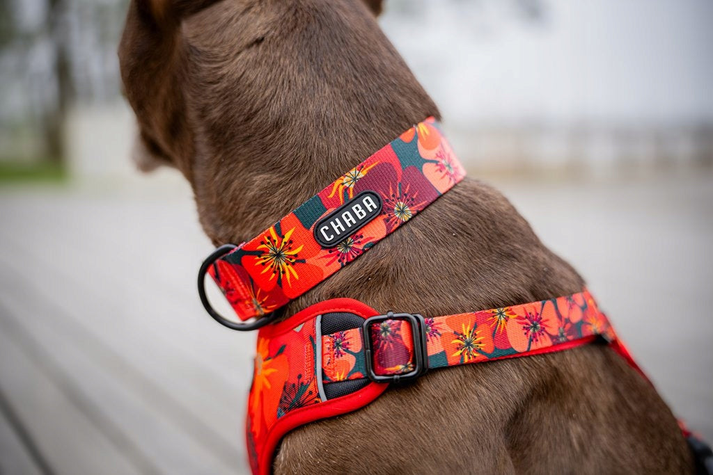 Wide BULL Dog Collar Adjustable and Strong CHABA | Opium| Manufacturer code 662215