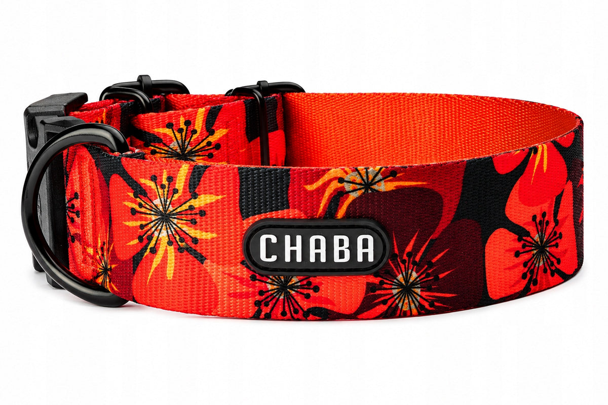 Wide BULL Dog Collar Adjustable and Strong CHABA | Opium|