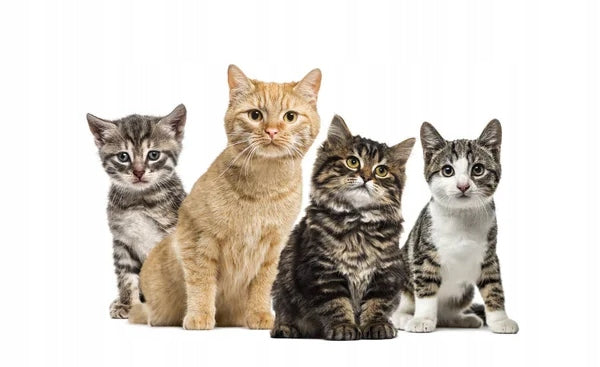 Wild Freedom Kitten wet cat food Rabbit 1x400g. Manufacturer code 4062911037519