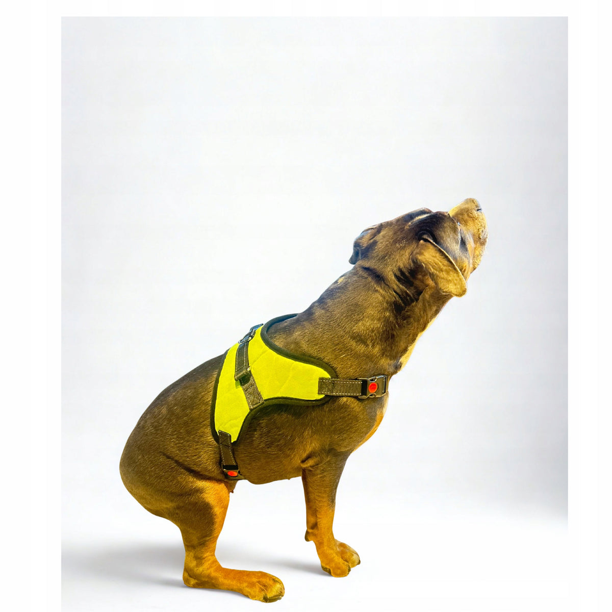 XL Dog Harness with Handle | Pressure-Free NO PULL | Reflective | Green Packaging status original