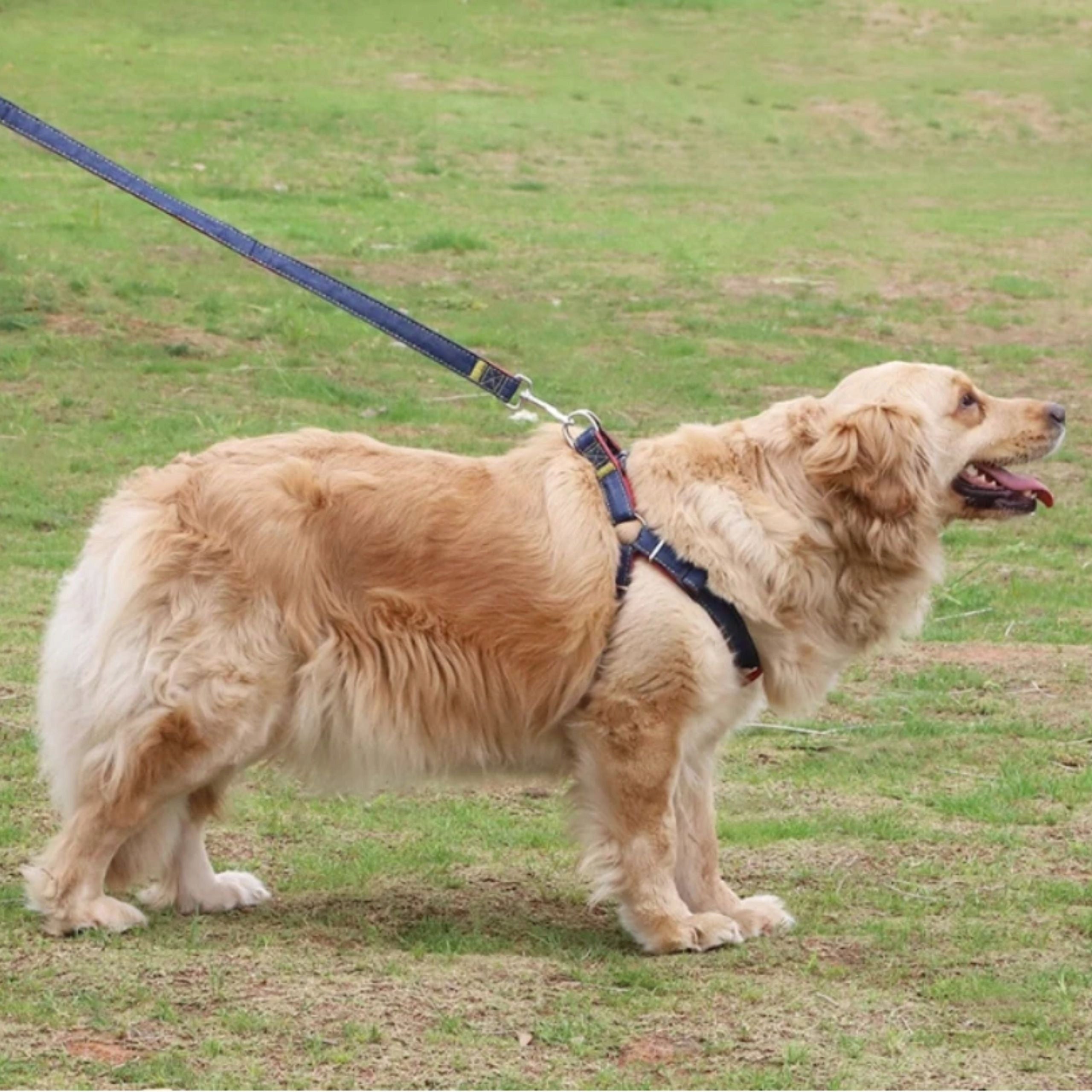 XL Jeans Adjustable Dog Harness and Leash Type harness with handle
