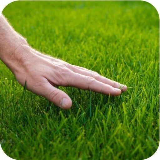 Yara Mila Complex 2 kg NPK 12-11-18 universal fertilizer for shrub grasses Manufacturer code 5904541493008