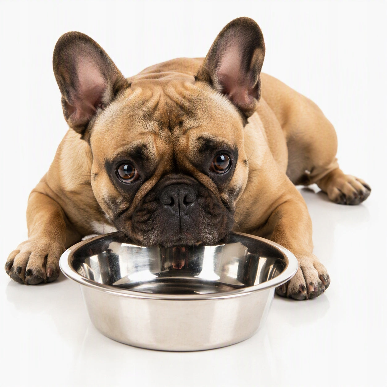 ZOLUX Stainless steel dog bowl INOX 24,5 cm 2,5 L
