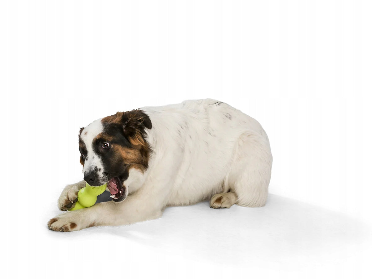 Zogoflex Rumpus Spielzeug für Hunde, Größe S 