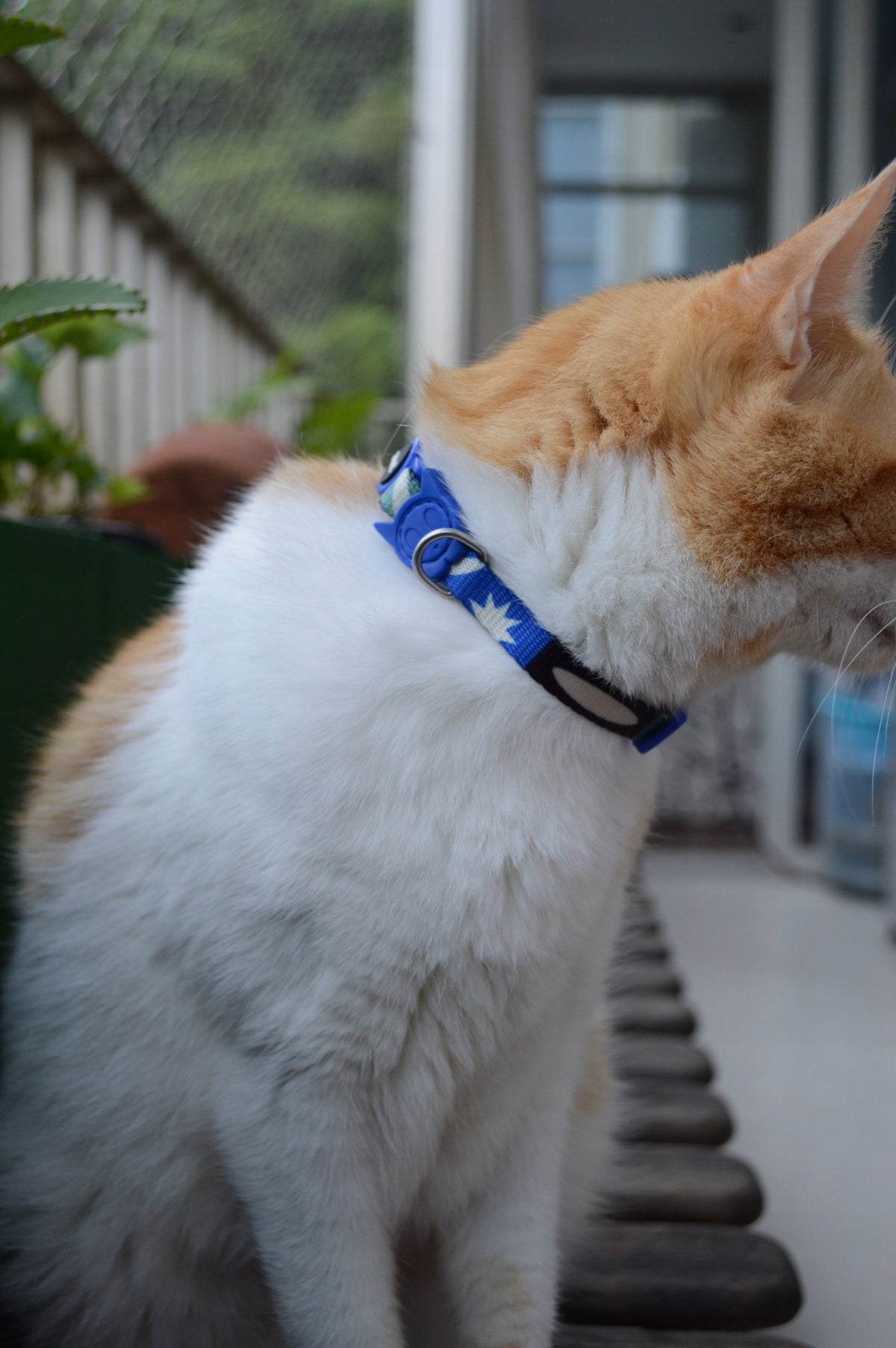 Zee Dog Cat Collar Tarot Color multicolor