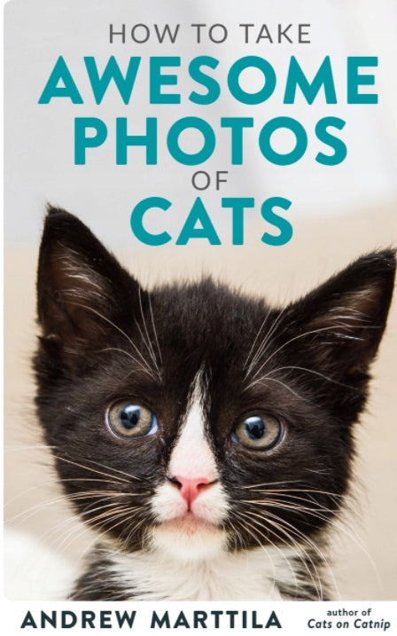 How to Take Awesome Photos of Cats