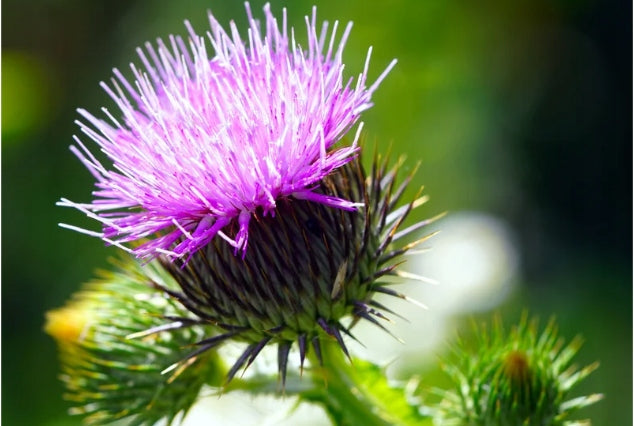 aliness - Milk thistle BIO 3% + Artichoke BIO 2,5%, 400 mg | 50 kaps. Packaging status original