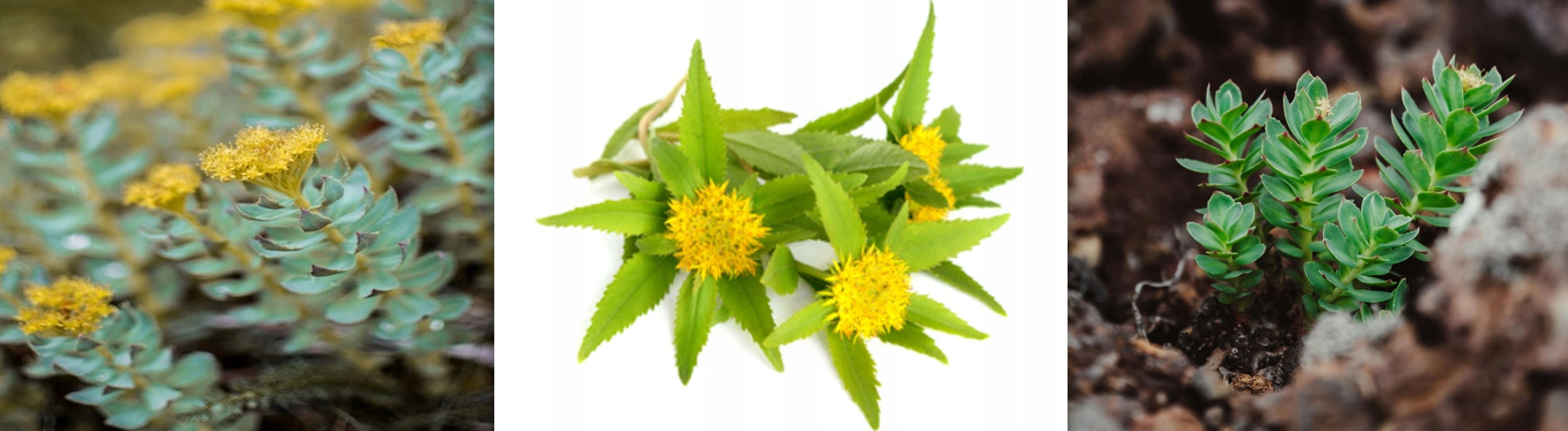 aliness - Rhodiola rosea (mountain rosea) 500 mg | ADAPTOGEN | 60 kaps. Manufacturer code 5903242581274