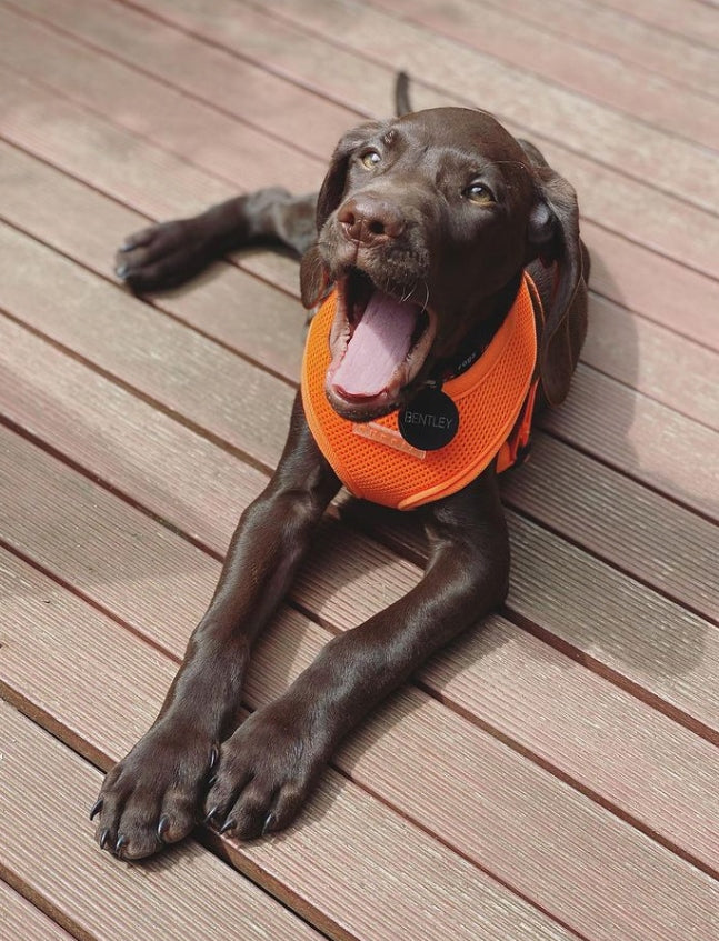 dog/cat harness PUPPIA neon orange M Size M