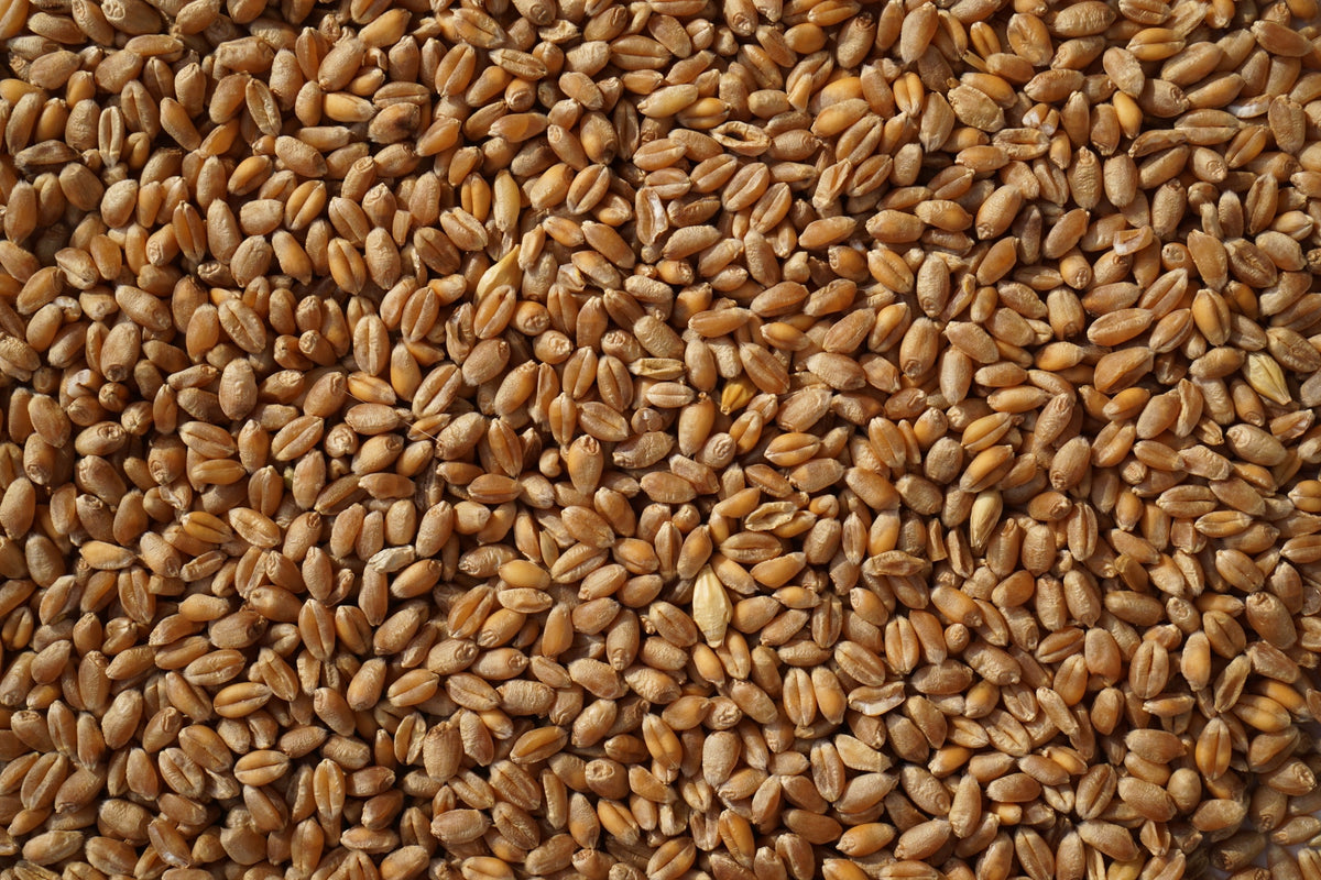 feed triticale 10 kg hamster, degu, rabbit, mouse, gerbil,