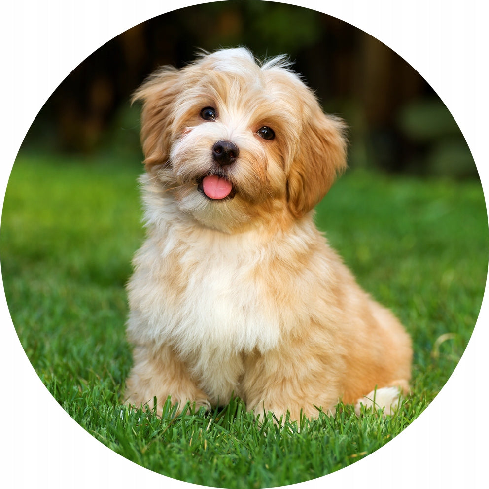 mat chair pad 100cm dog