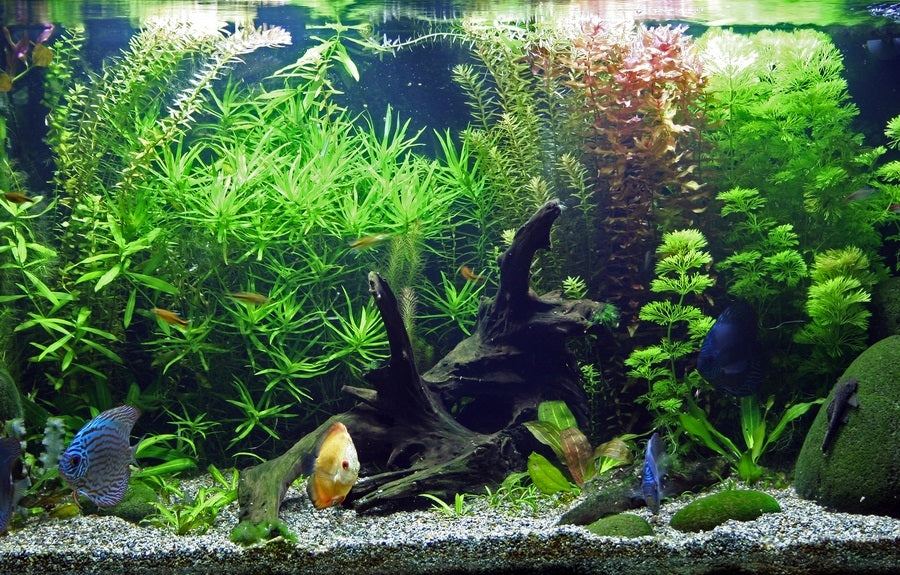 Aquarium-LED-Beleuchtung Aqualed 8520, 150 cm 