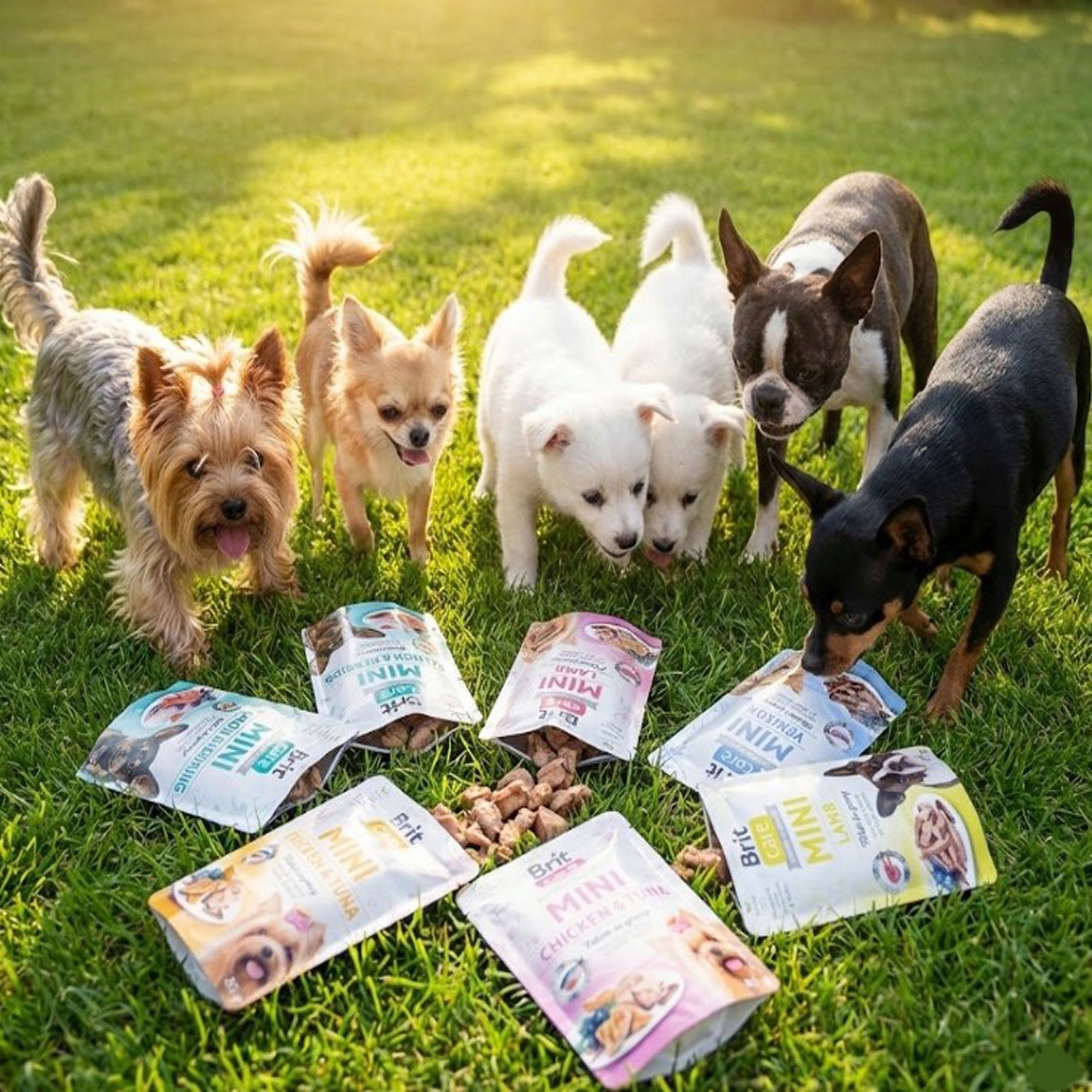 wet dog food York Maltese BRIT CARE MINI mix of flavors 12x85g for Packaging status original